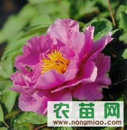優(yōu)質(zhì)牡丹供應(yīng)指南 廠商、指導(dǎo)價(jià)與選購(gòu)策略