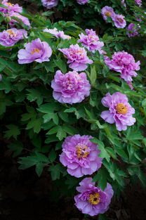 牡丹花開(kāi)正盛，芍藥含苞待放，洛陽(yáng)牡丹公園春色滿園